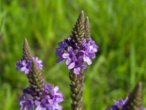 Descubre Los Beneficios Y Precauciones De La Verbena Gu A Completa