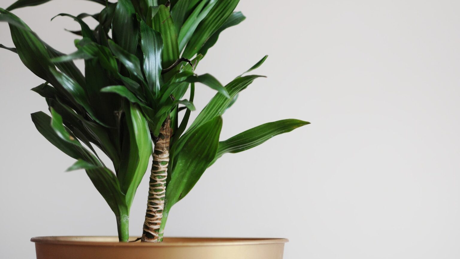 Descubre los sorprendentes beneficios del palo de brasil y transforma