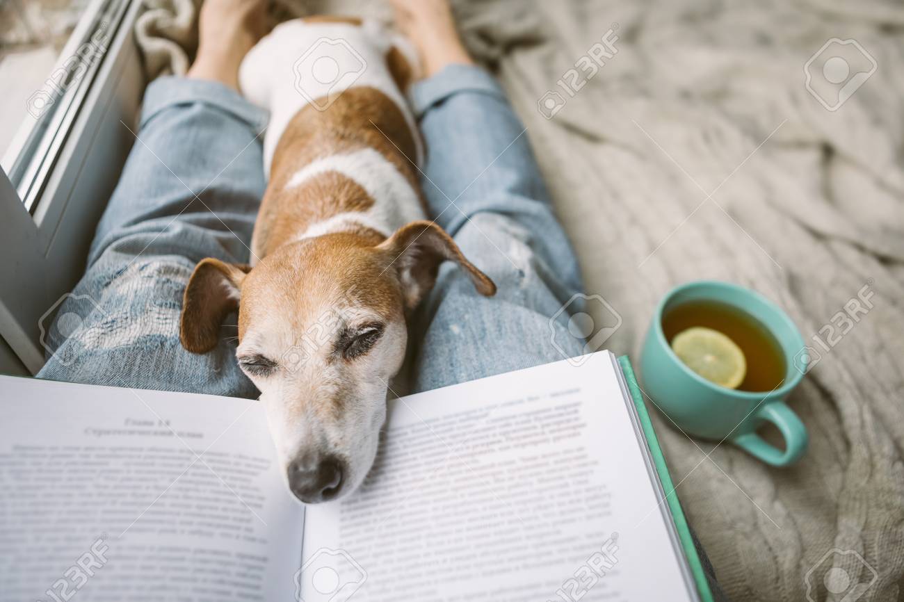 Dale a tu perro alivio natural con té de manzanilla dosis y beneficios